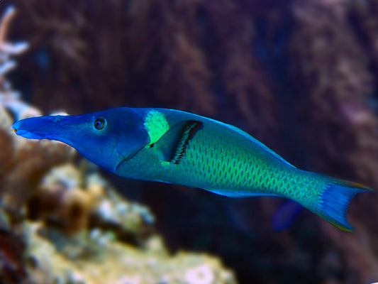 Birdnose Wrasse (Gomphosus Varius)