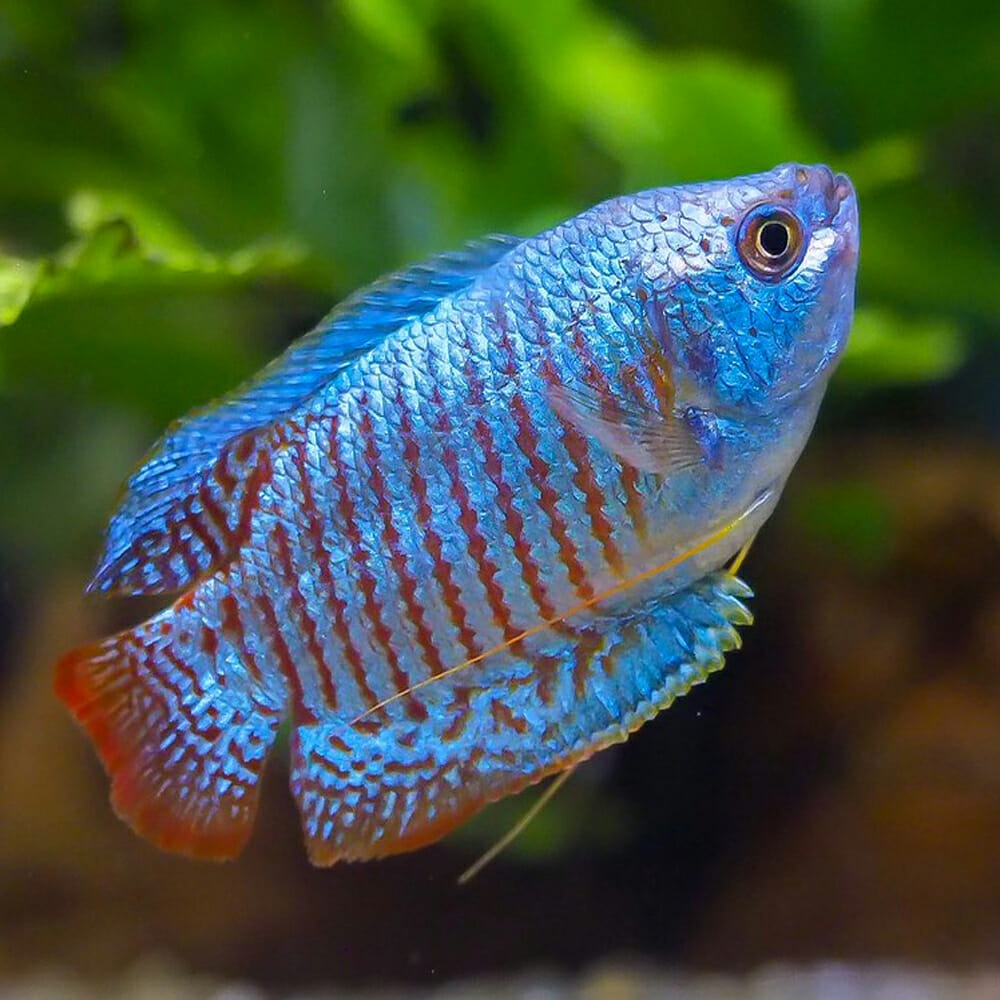 Gourami Dwarf Male - Various – Aquarium Gallery