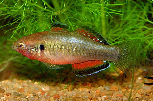 Gudgeon Empire – Aquarium Gallery