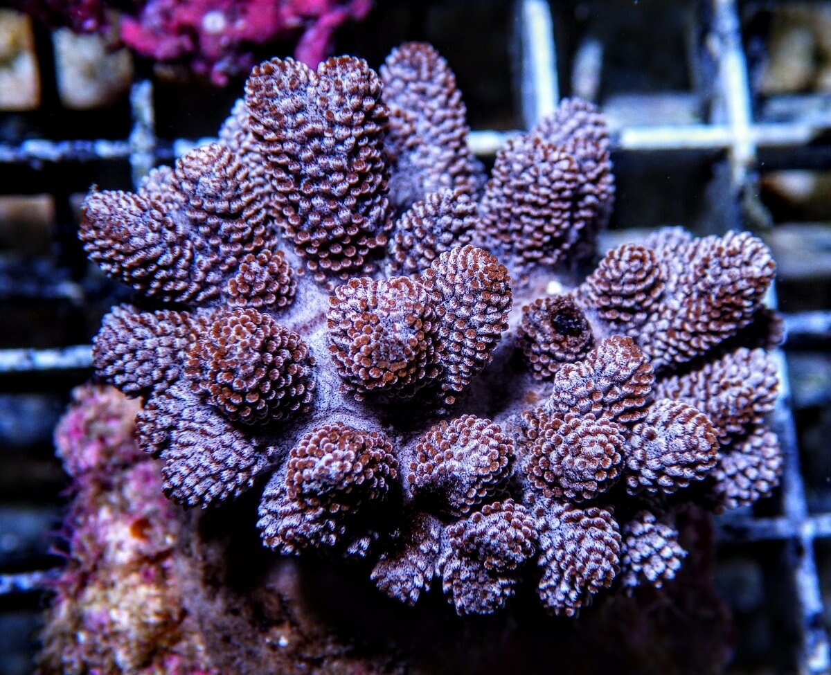 Finger Leathers (Sinularia, Cladellia sp)