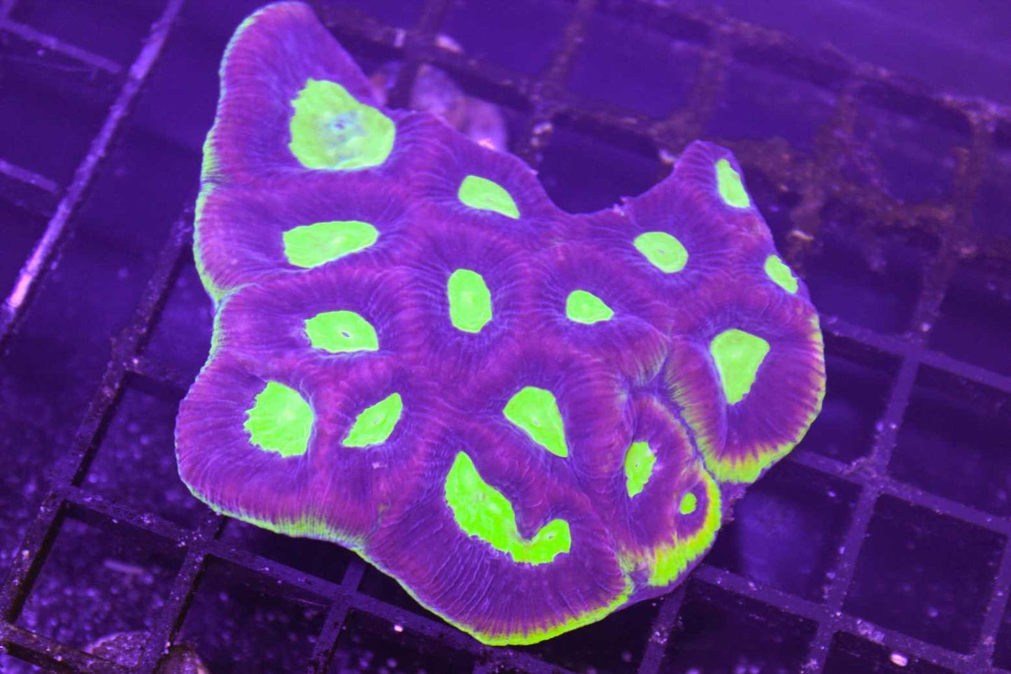 Moon Corals (Favia, Favites, Moseleyi sp.)
