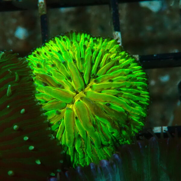 Disk Corals (Fungia/Heliofungia/Herpolitha sp.)