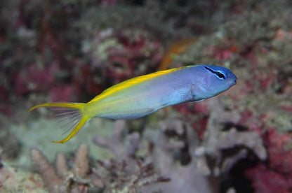 Blenny - Forktail/Eyelash Fang (Meiacanthus atrodorsalis)