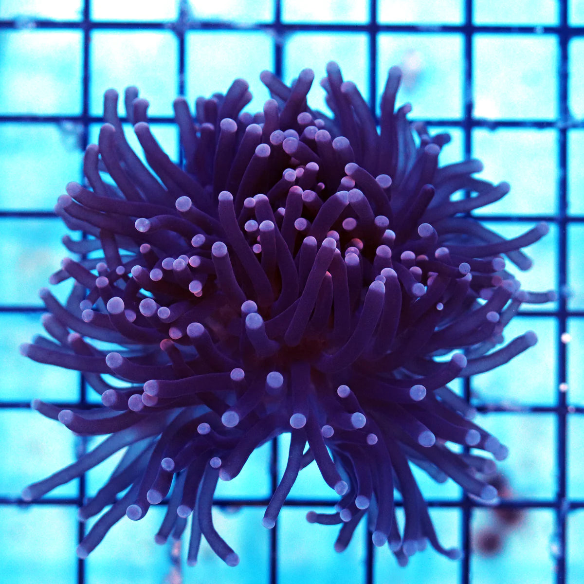 Euphyllia/Fimbriaphyllia POLYPS (Hammer, Torch, Frogspawn sp.)