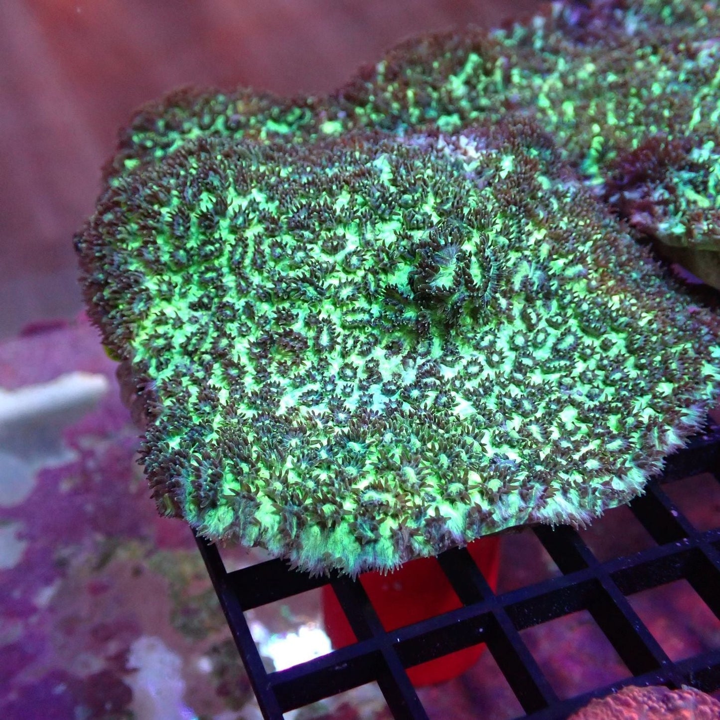 Horn Corals (Hydnophora, Merulina sp.)