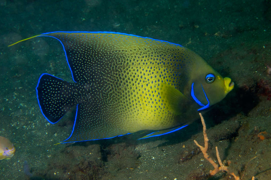 Angelfish Blue Koran- Various