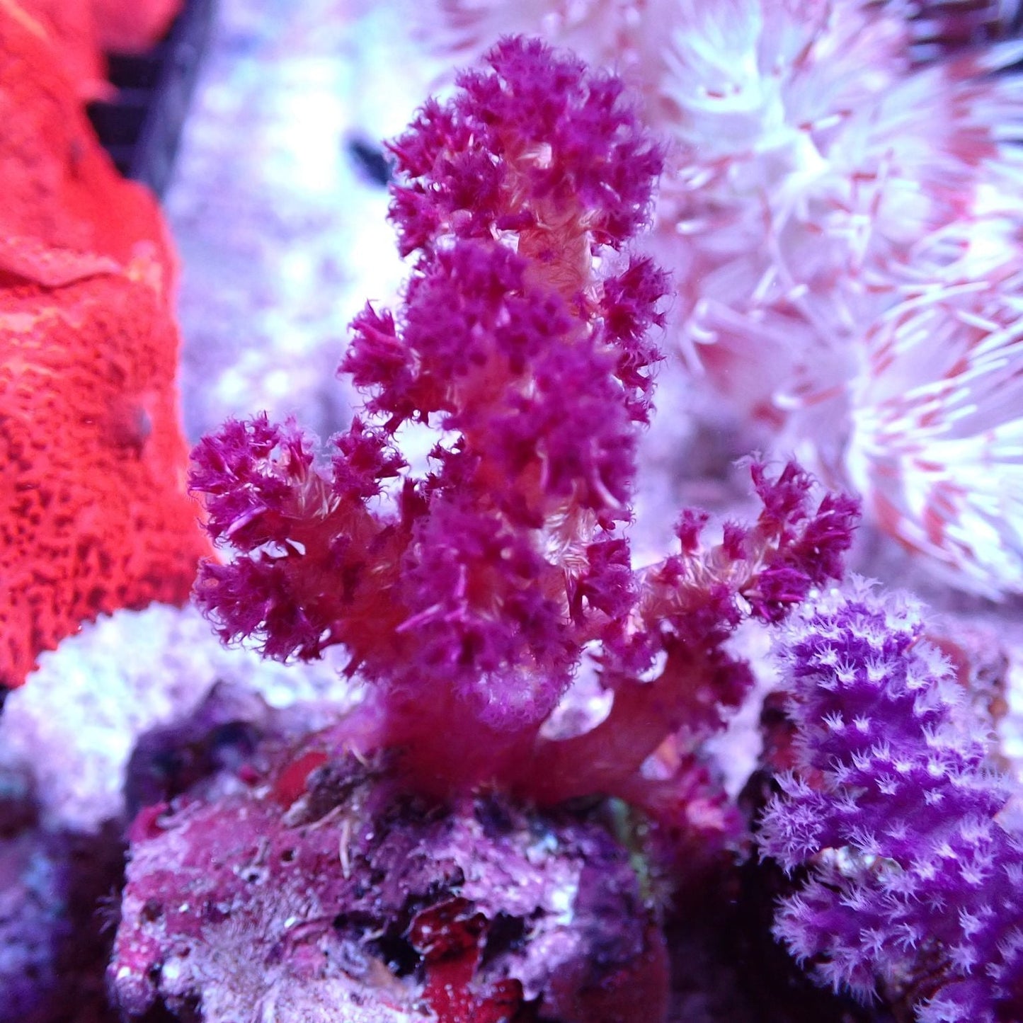 Carnation Coral (Dendronephthya/Nepthea sp.)