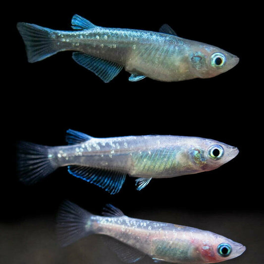 Medaka - Platinum (Oryzias latipes) - Various