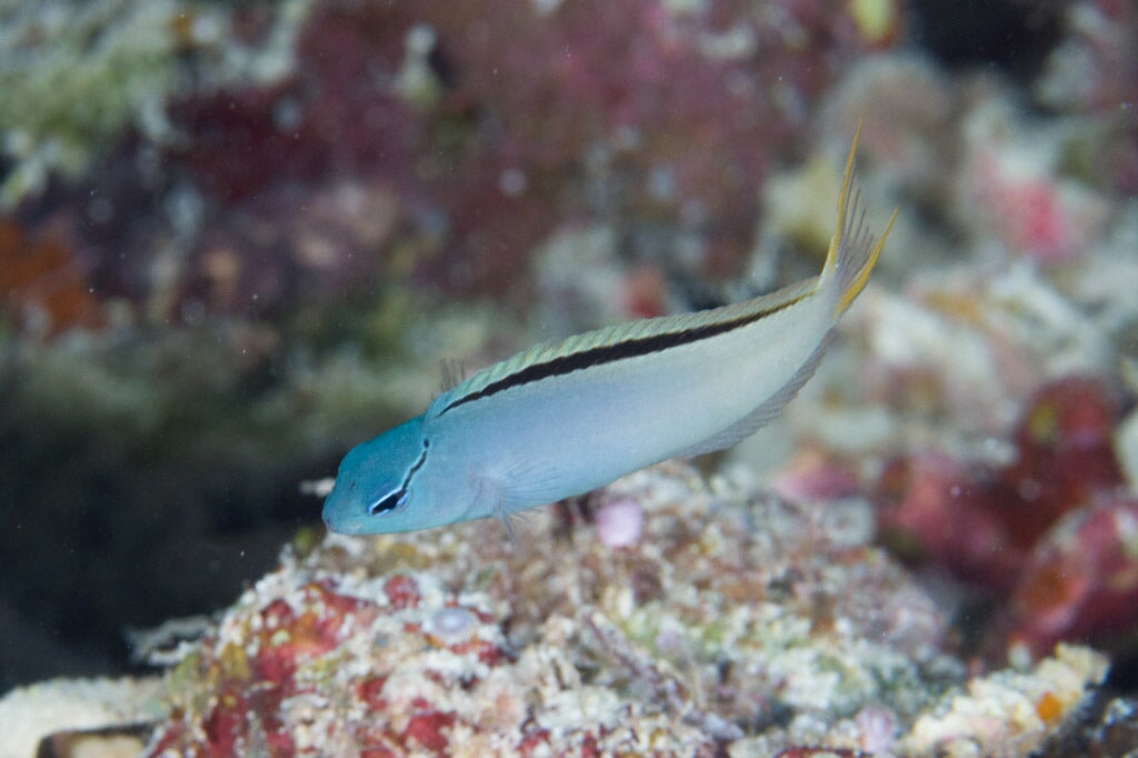 Blenny - Forktail/Eyelash Fang (Meiacanthus atrodorsalis)