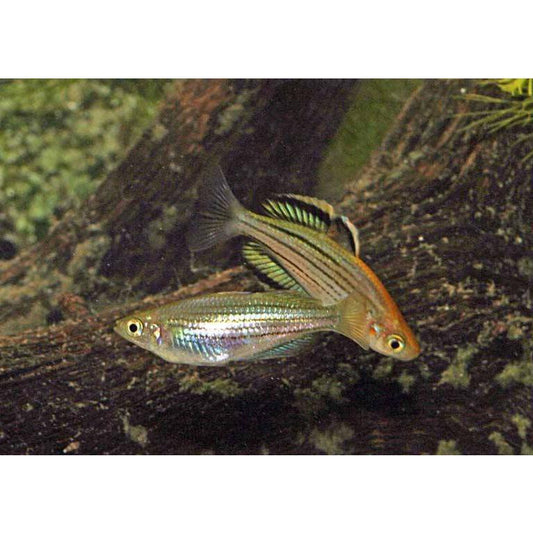 Rainbowfish - McCulloch's (Melanotaenia maccullochi) 3cm