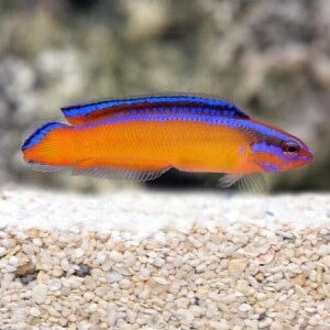 Dottyback - Neon (Pseudochromis aldabraensis) *Captive Bred*