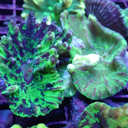 Lettuce Corals (Pectinia sp.)