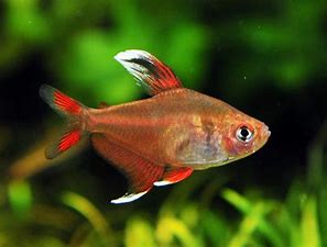 Tetra Ornate White Fin