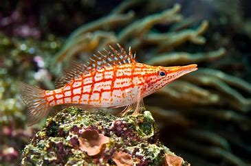 Hawkfish - Longnose "Rare"