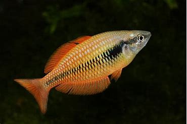 Rainbowfish - Sunset Dwarf (Melanotaenia parva)