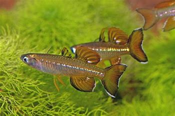 Blue Eye - Delicate (Pseudomugil tenellus)