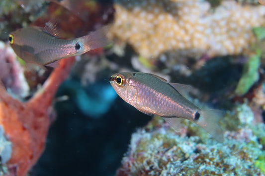 Cardinalfish - Spotnape (Ostorhinchus jenkinsi)