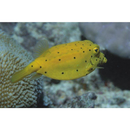 Boxfish - Yellow