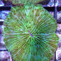 Disk Corals (Fungia/Heliofungia/Herpolitha sp.)
