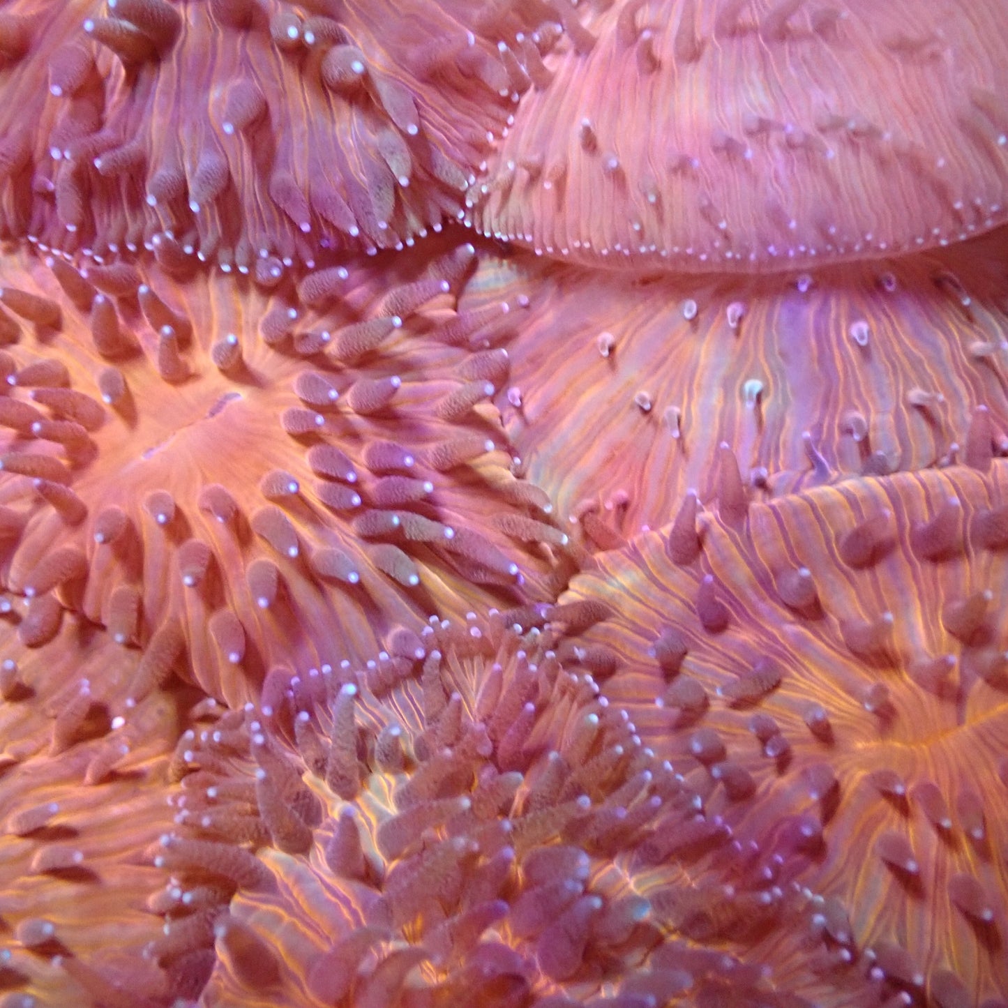 Disk Corals (Fungia/Heliofungia/Herpolitha sp.)