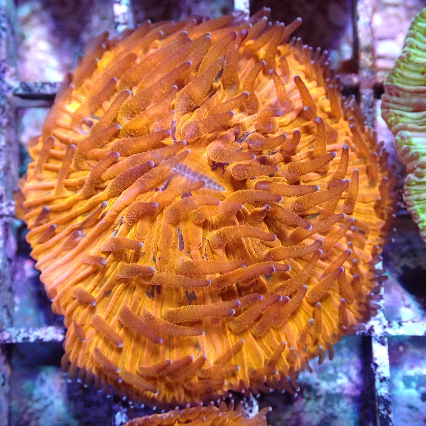 Disk Corals (Fungia/Heliofungia/Herpolitha sp.)
