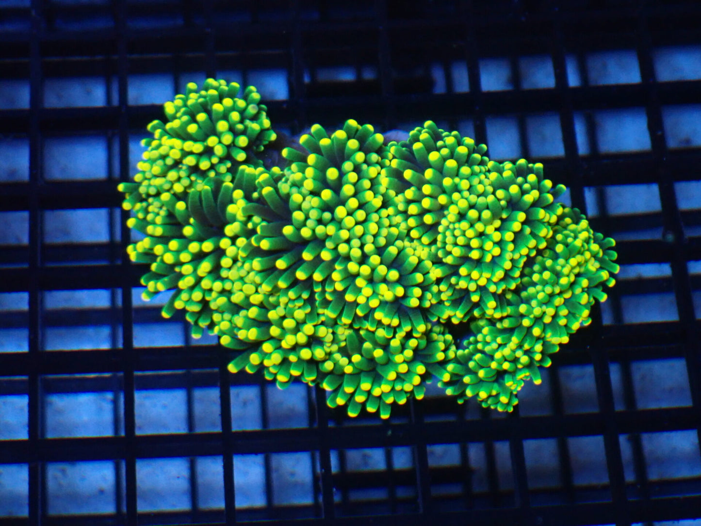 Torch Corals (Euphyllia glabrescens.)