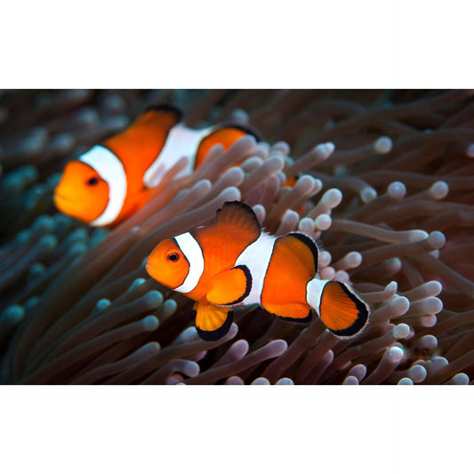 Clownfish - Orange and White (Amphiprion ocellaris) *Captive Bred*