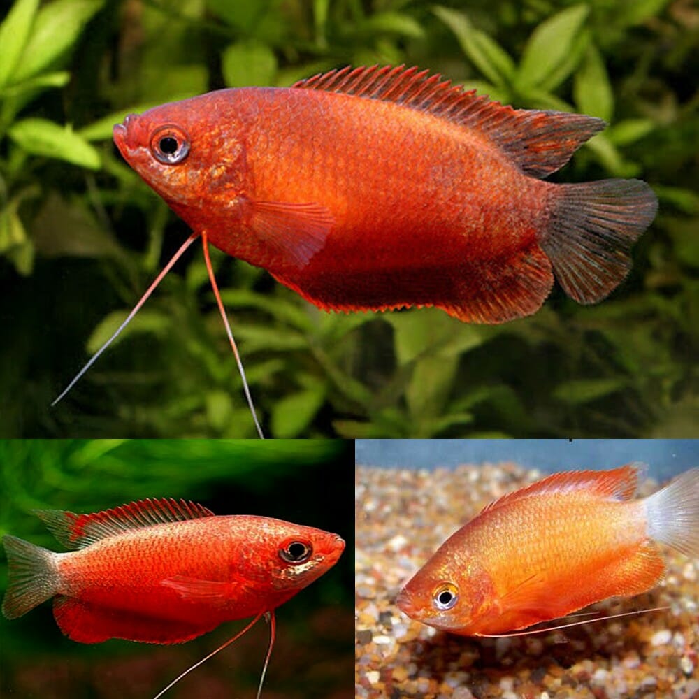 Gourami Dwarf Male Various Aquarium Gallery gourami-dwarf-male-various-aquarium-gallery
