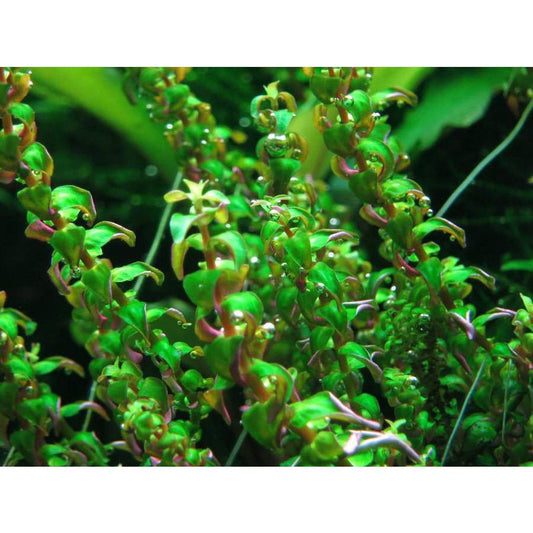 Rotala macrandra pearl 'Mini Type 2' "Rare"