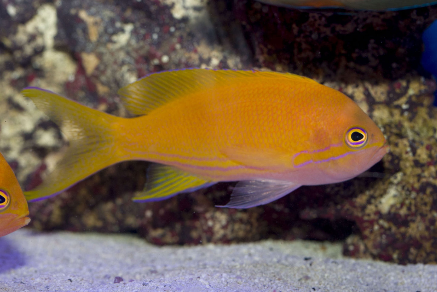 Anthias Square Block  (Pseudanthias pleurotaenia) - Various