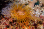 Anemone Tube