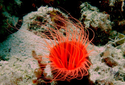 Anemone Tube
