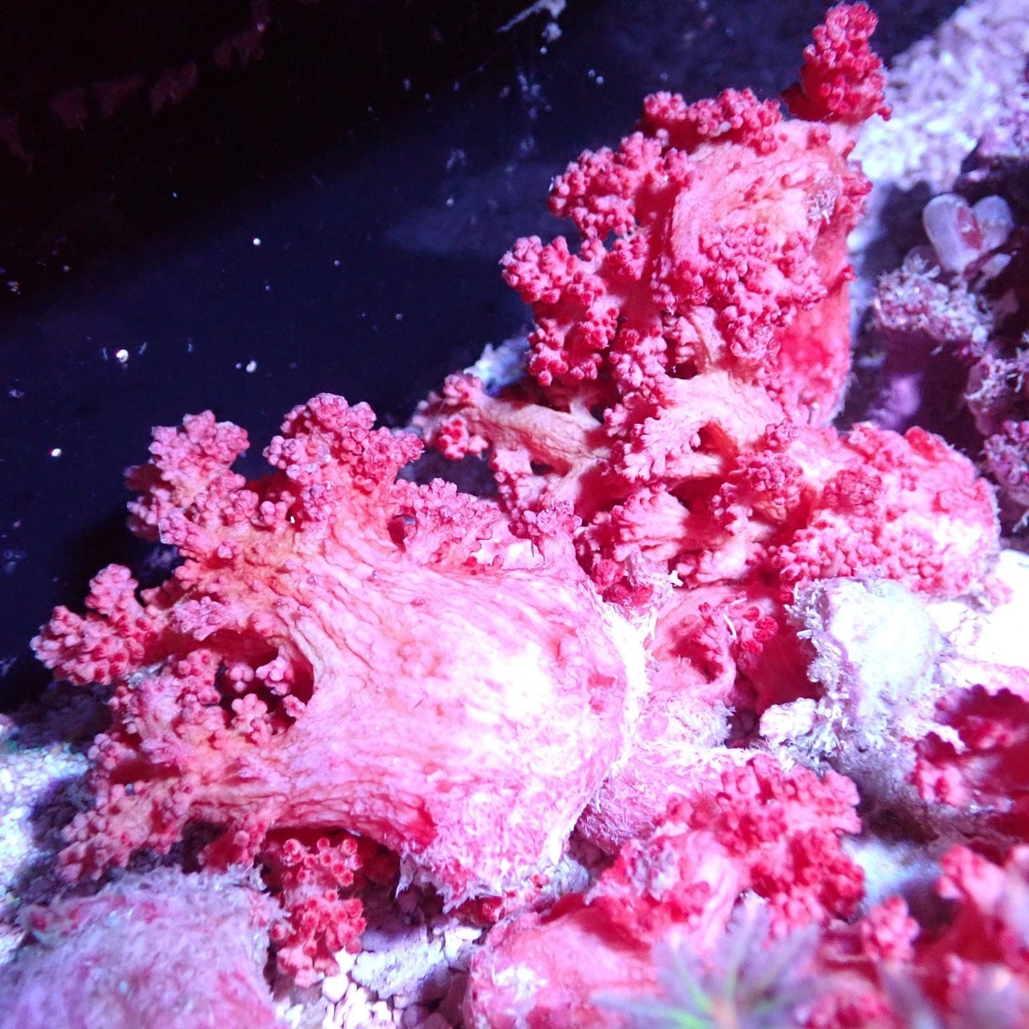 Carnation Coral (Dendronephthya/Nepthea sp.)