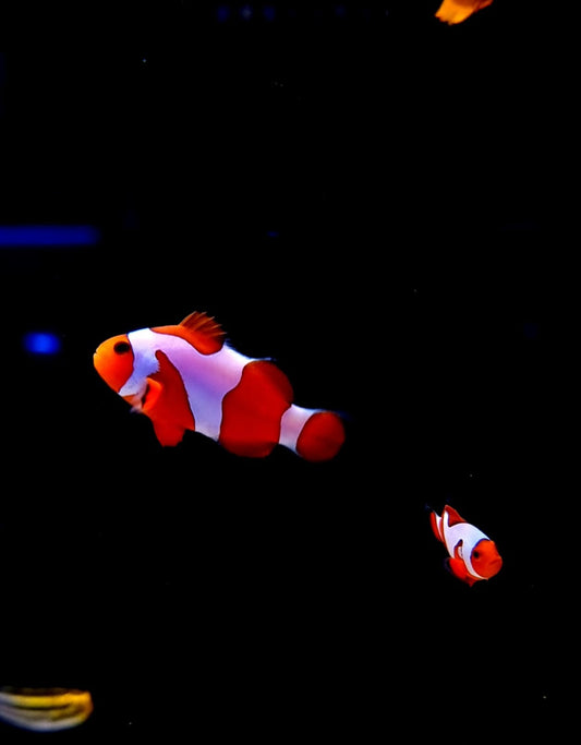 Clownfish - Premium Da Vinci (Amphiprion ocellaris) PAIR *Captive Bred*