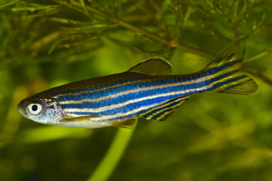 Cold water fish Aquarium Gallery