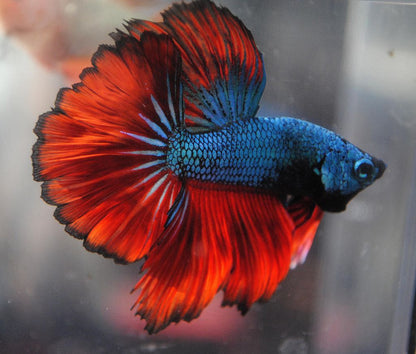 Betta Halfmoon Male - Assorted