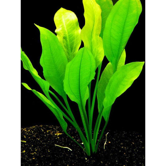 Echinodorus amazonica 'Amazon' Sword