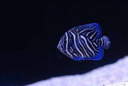 Angelfish Blue Koran- Various