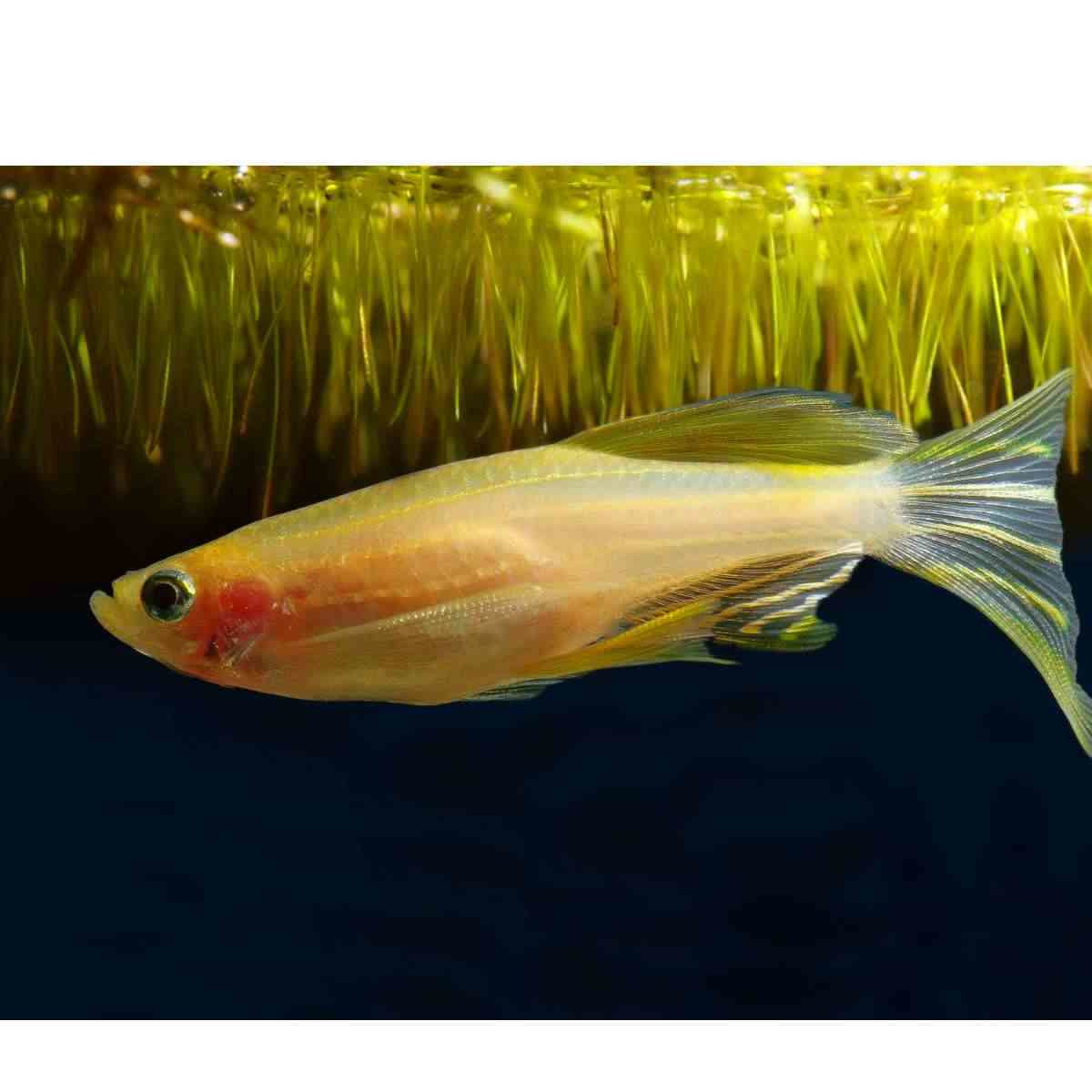 Danio - Zebra (Danio rerio) - Various