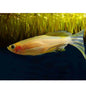 Danio - Zebra (Danio rerio) - Various