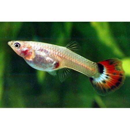 Guppy Females (Assorted)