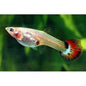 Guppy Females (Assorted)