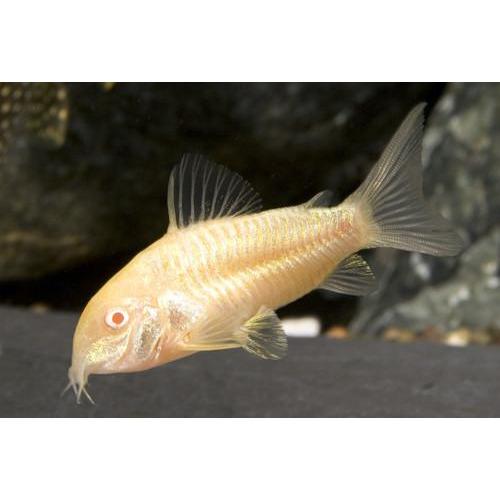 Corydora - Albino (Corydoras aeneus "albino")