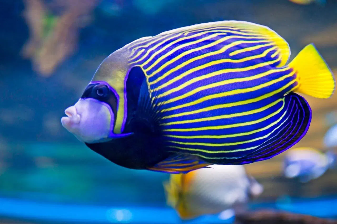 Angelfish Emperor - Various