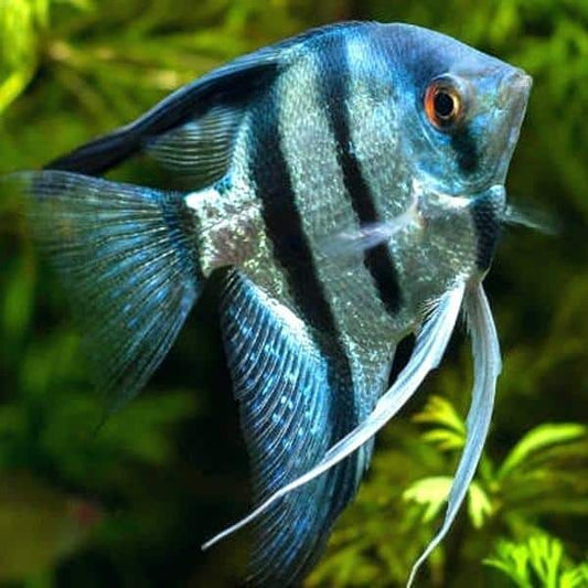 Angelfish Blue Pinoy - Small