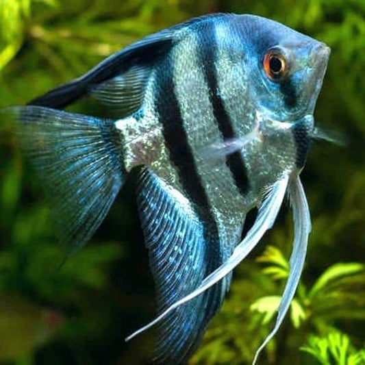 Angelfish Blue Pinoy - 4.5cm