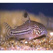 Corydoras Julii