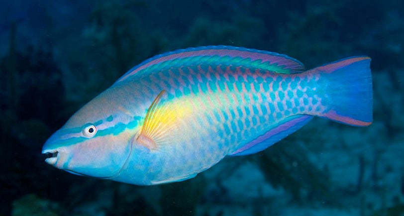 Parrotfish - Princess (Special Order) "Rare" – Aquarium Gallery