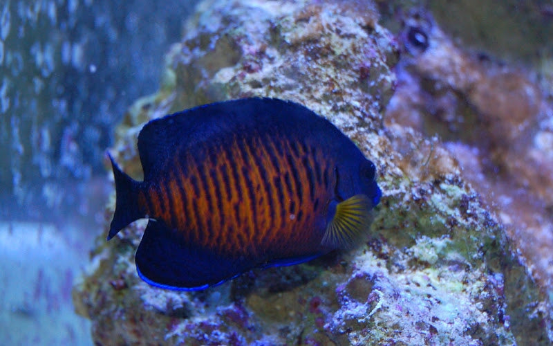 Angelfish Coral Beauty (Centropyge bispinosa)