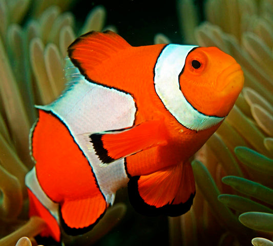 Clownfish - Percula (Amphiprion percula) *Captive Bred*